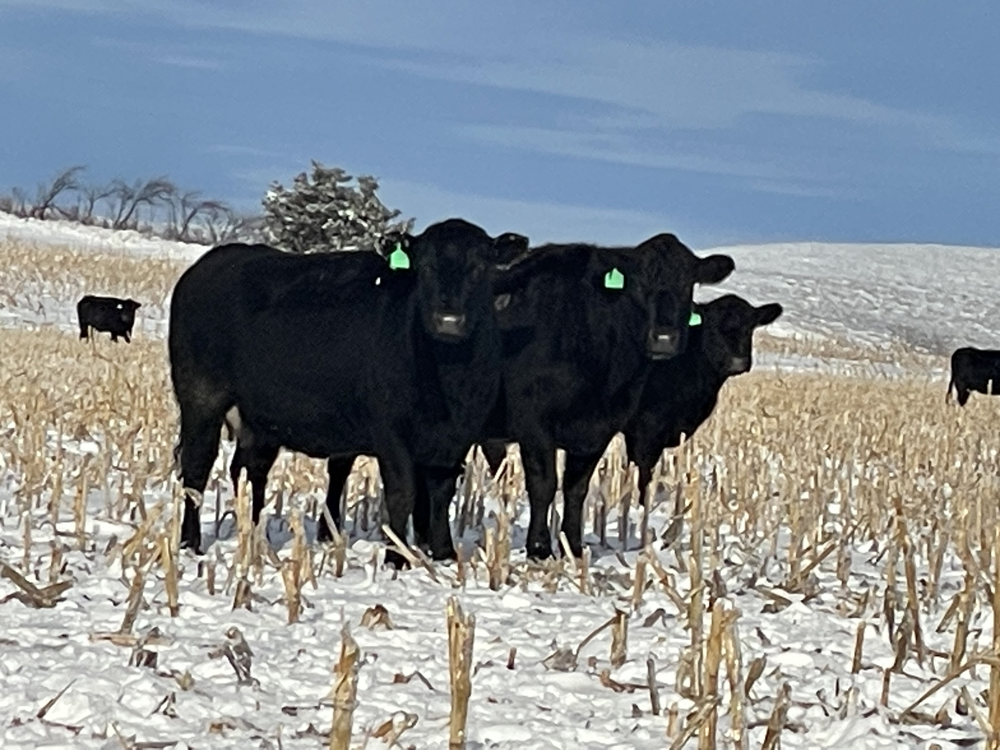 39 Head ~7 Year Old Bred Cows